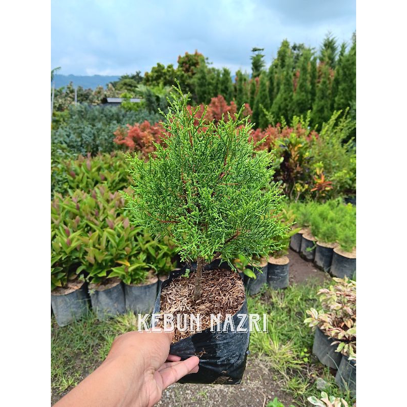 Tanaman Hias Cemara Rentes Wangi | Bibit Pohon Cemara Rentes