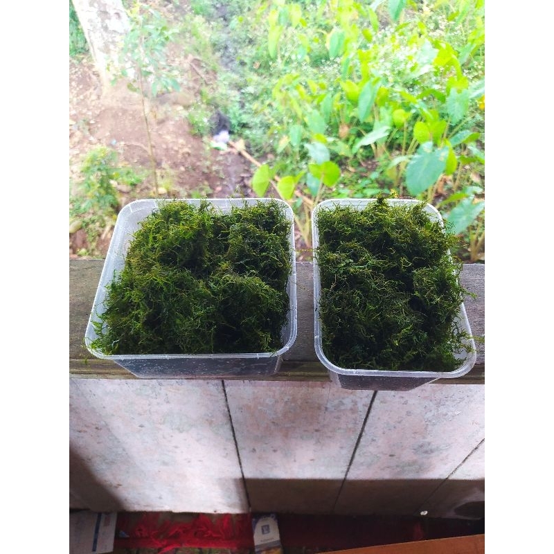 Java Moss Weeping Full Air ( Grade A ) Porsi Mika 15x10