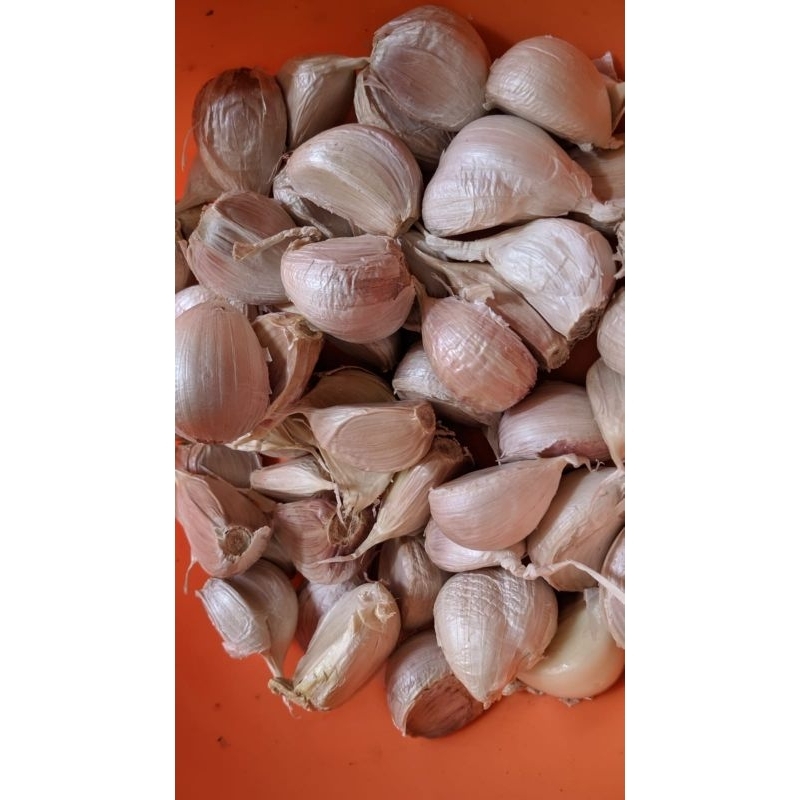 

BAWAN PUTIH KATING PROTOLAN BERSIH