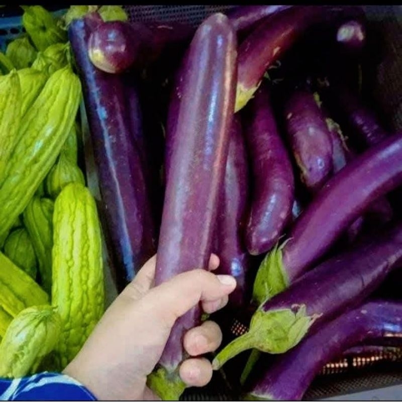 

Putri_Garden & Sayur_Segar Terong ungu fress