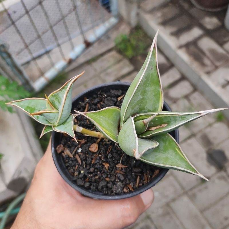 sansevieria pinguicula varigata