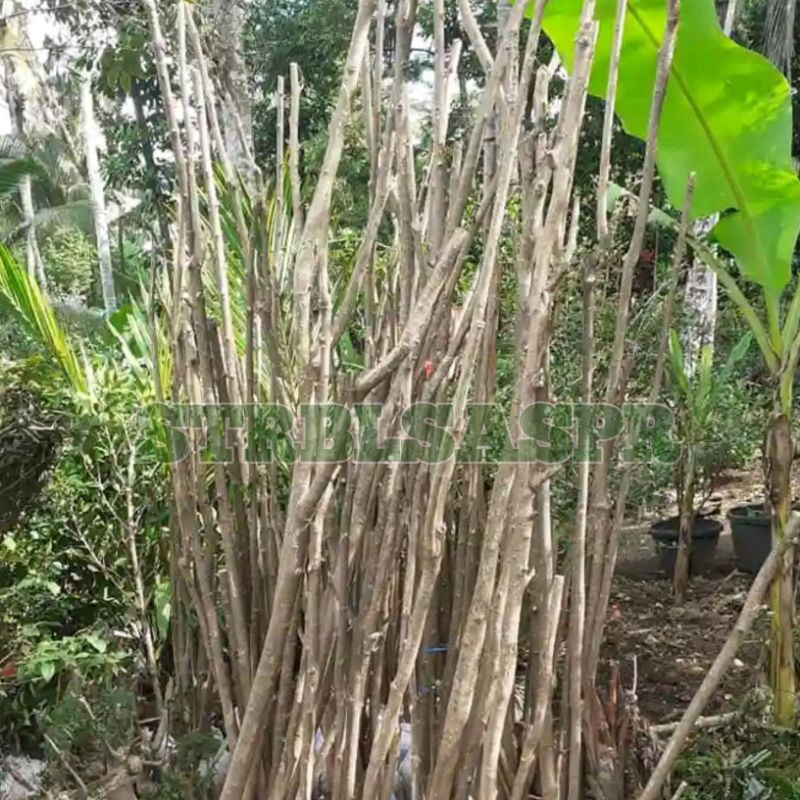 bahan stek batang mentaos panjang 80 cm sampai 1 meter_jalitri_rata rata Sejempol tangan dan kaki