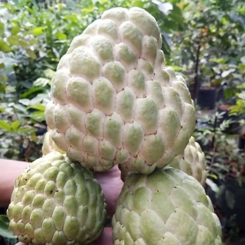 

1 KG SRIKAYA AUSY JUMBO MANIS JUAL SRIKAYA AUSY MALANG MURAH GRATIS ONGKIR