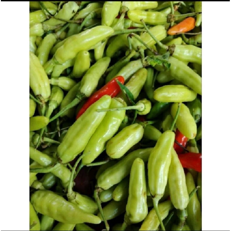 

Cabai rawit putih lombok ndeso 1kg