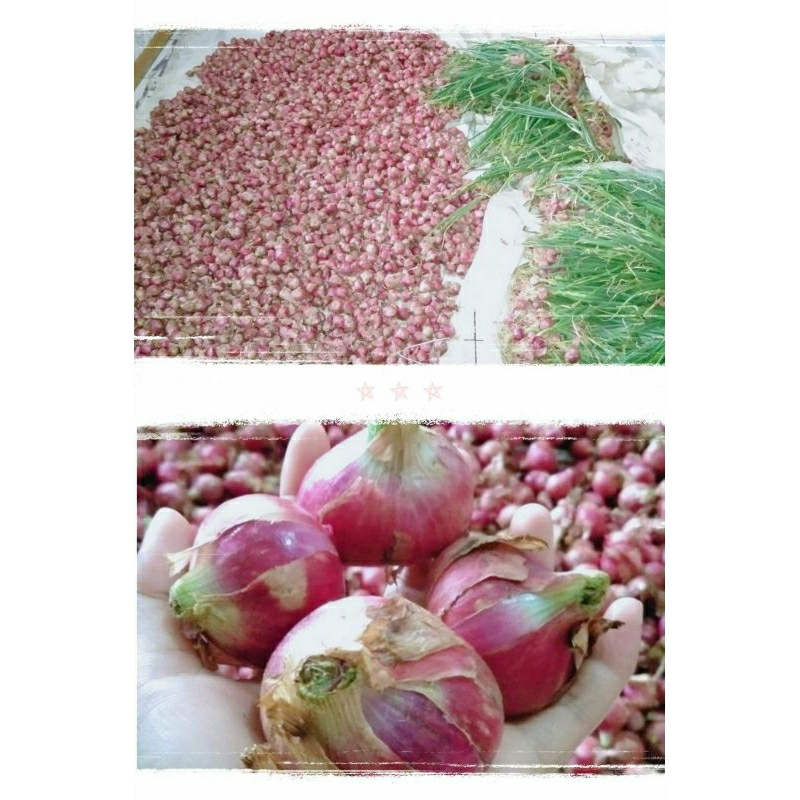 

bawang merah batu
