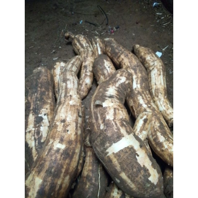 

singkongmentegasuperjumbo