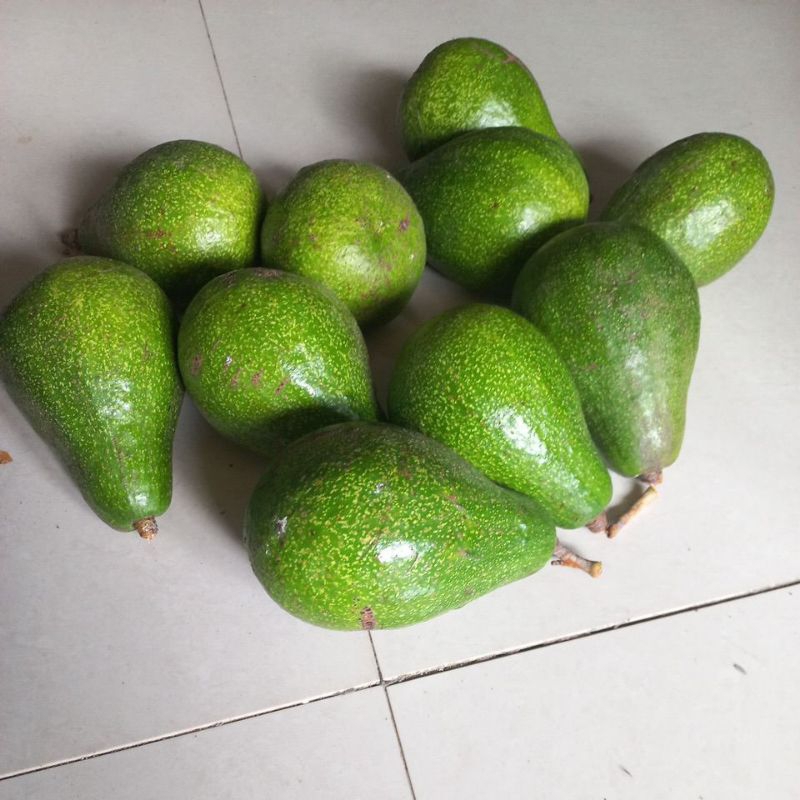 Alpukat Mentega Miki dan aligator (1kg)