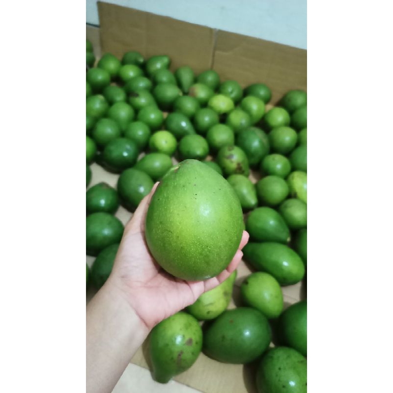 

Alpukat Mentega 1KG / boleh pilih sendiri di tempat