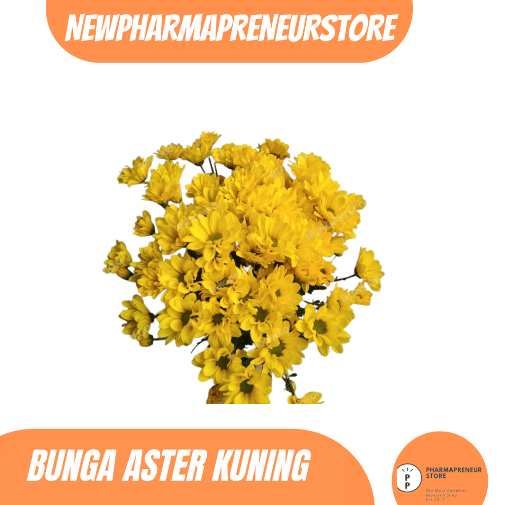 

DRIED SERBUK BUNGA ASTERKUNING BEST QUALITY