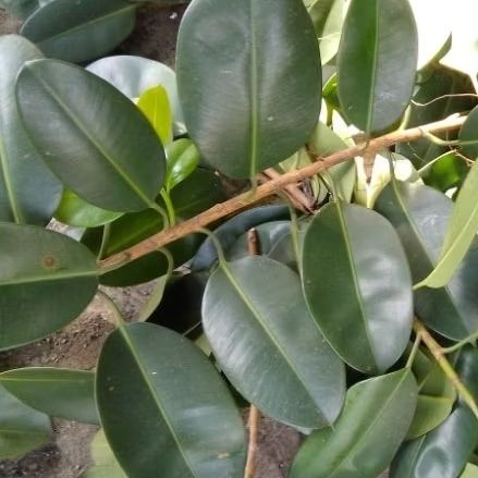 

Daun Karet Kebo 50 Helai Obat Stroke Hipertensi dLL