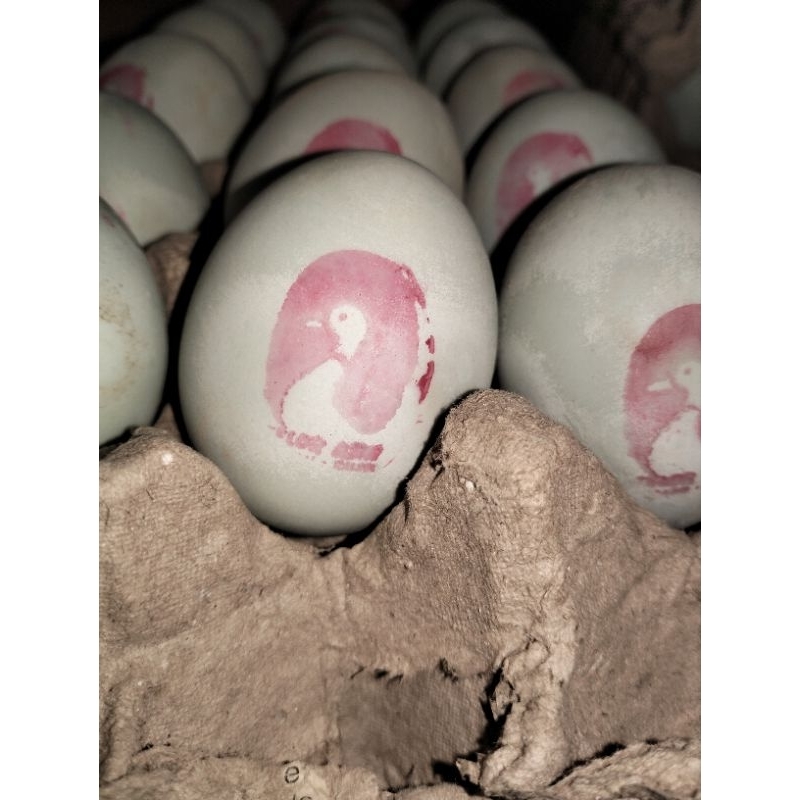 

PAKET TELOR ASIN (MENTAH) 10 Biji