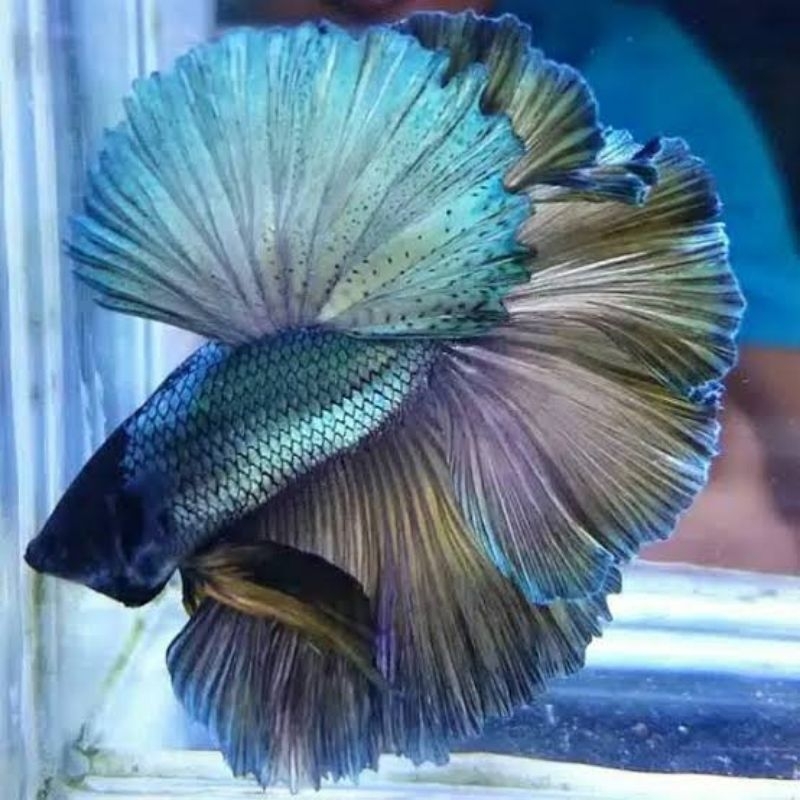 Hiasan Aquarium Halfmoon Copper ajib