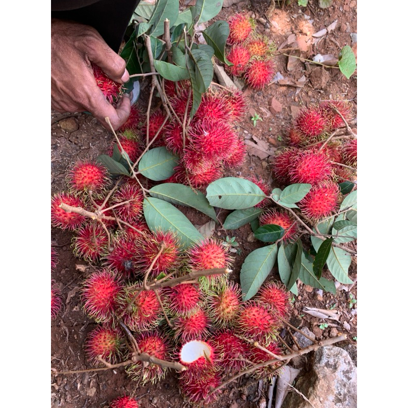 

BUAH RAMBUTAN BINJAI MANIS ISI TEBEL