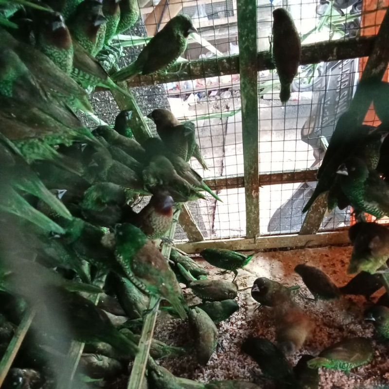 burung emprit warna warni 10 ekor