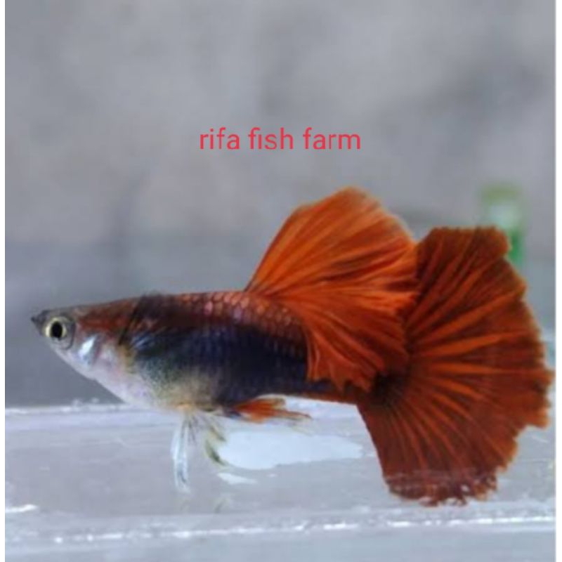 pakan + Hb red rosetail
