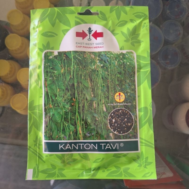 

bibit kacang panjang KANTON TAVI