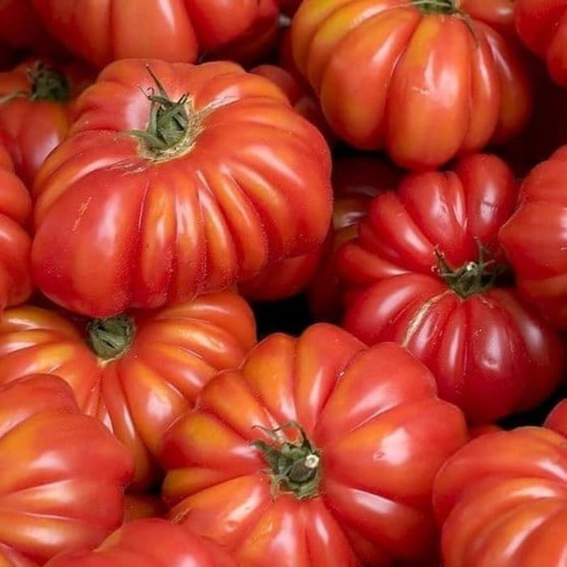 BENIH TOMAT MAWAR JUMBO 50 biji