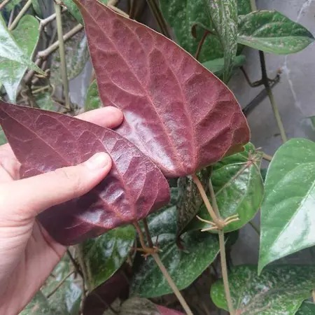 

Daun Sirih Merah Segar Petik Dadakan Paket 5 Lembar