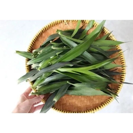 

DAUN SUJI SEGAR 100 GRAM