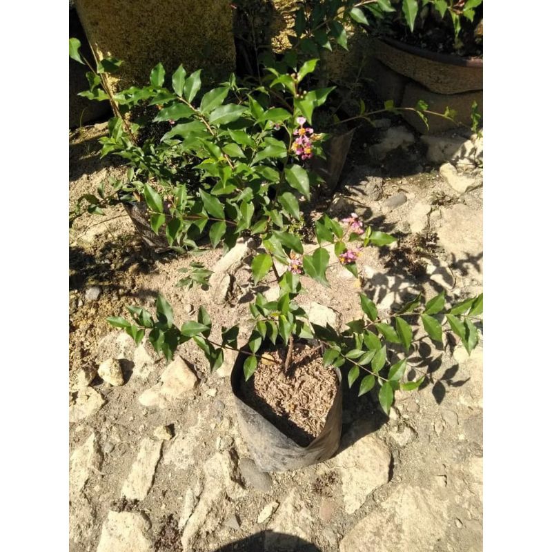 Bunga sakura mikro/Bahan bonsai