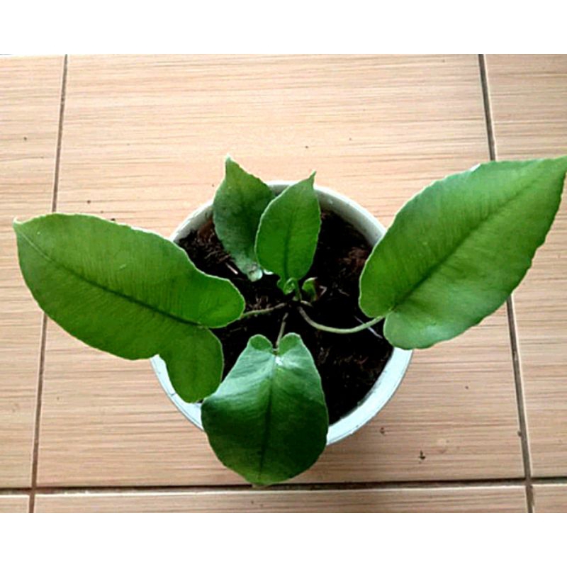 pakis hutan pakis langka