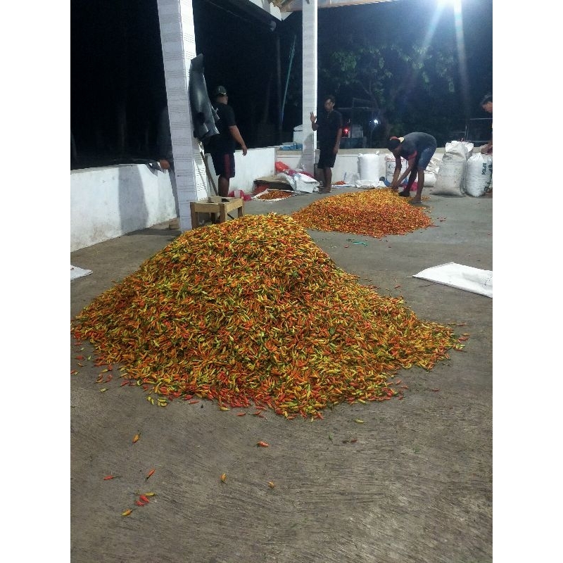 

Cabe Rawi Merah 500 gram (1/2 kg)