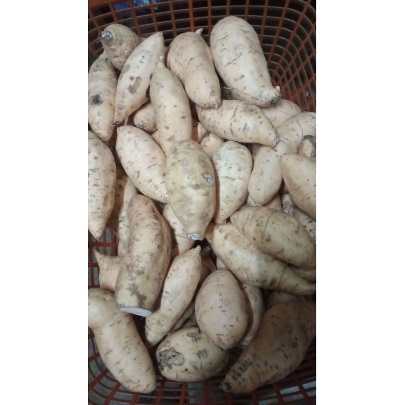 

ubi madu oven