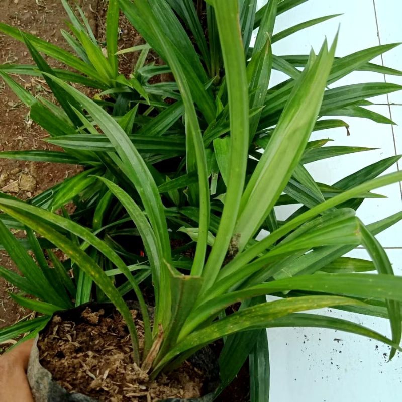 

Pandan wangi pandan bumbu dapur pewangi makanan