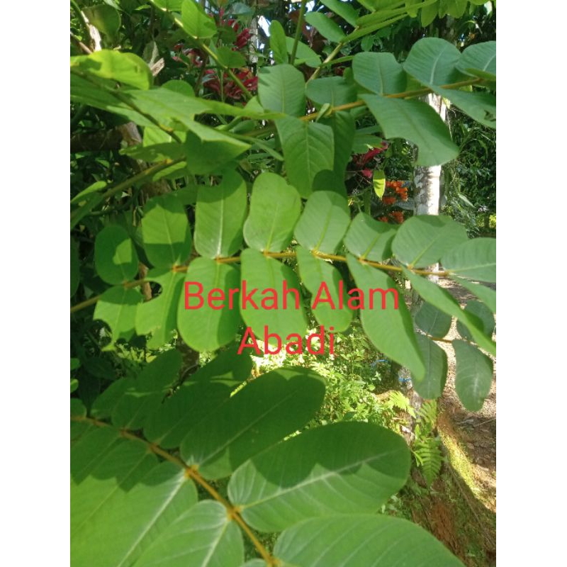 

Daun ketepeng Cina /Kimanila