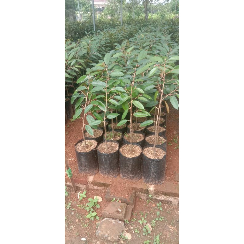 

bibit durian~ bawor okulasi asli super genjah