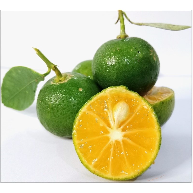 

Jeruk Lonkit Leci Kecil 1kg Jeruk Minuman Lemon cui / Jeruk Kunci Kasturi Minuman Diet