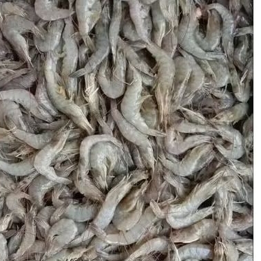 

Udang Segar 250g