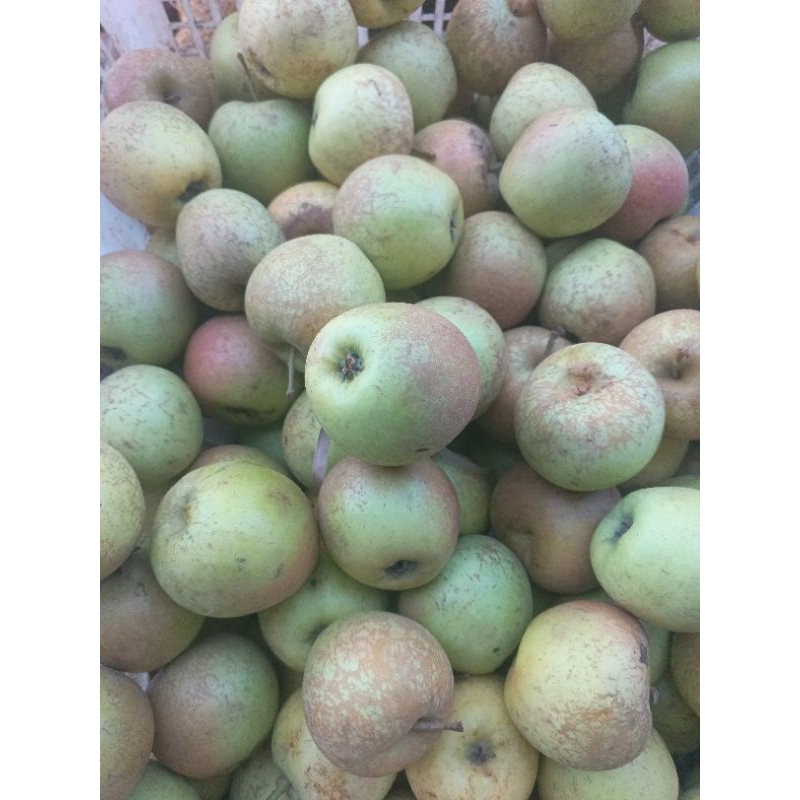 

Apel malang / Apel Manalagi 500 gram