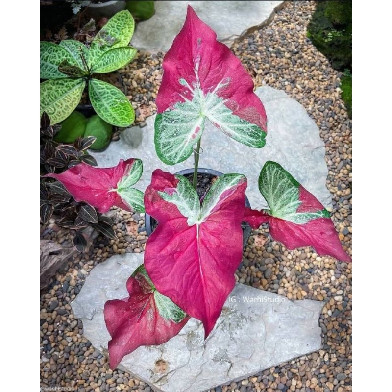 Caladium Shycool - tanaman hias keladi shycool cat tumpah cantik murah