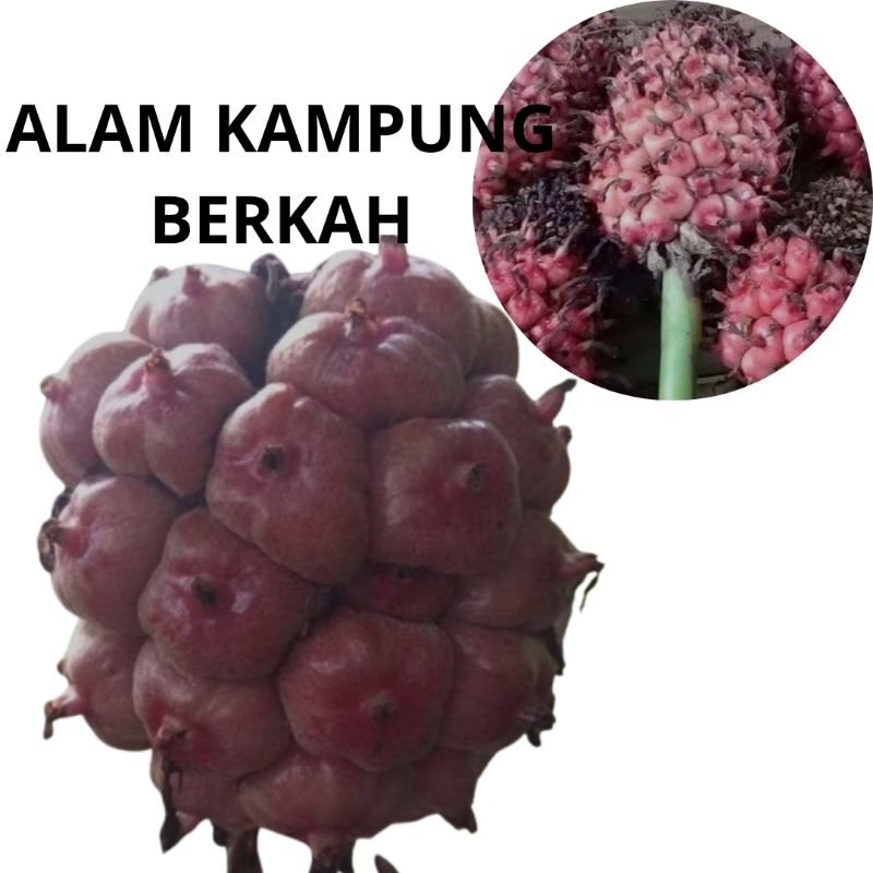 

Buah kecombrang segar 1kg - buah honje organik fresh