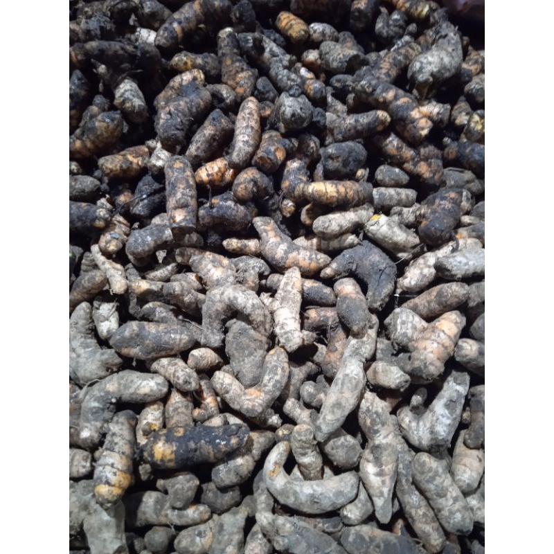 

KUNYIT TUA 1KG