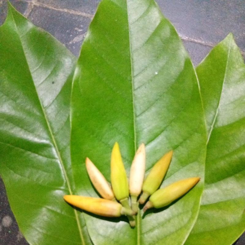 

Kembang Cempoko Kuning Segar Dan Wangi 1Pcs