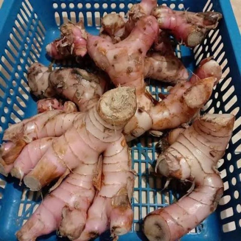 

Lengkuas Laja laos bahan penyedap masakan press dan segar neto 500 gram