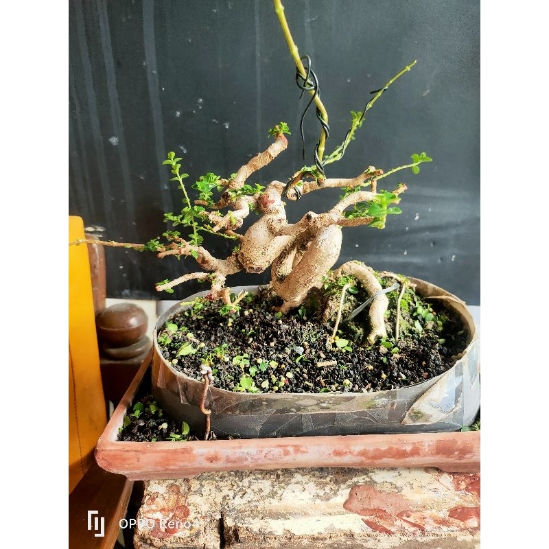 Bonsai Sancang Liuk
