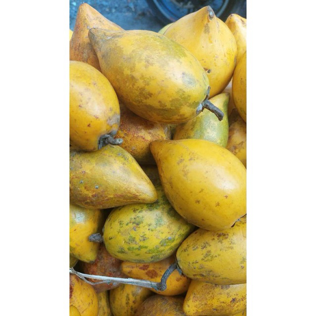 

buah sawo belanda buah campoleh 1 kg fresh