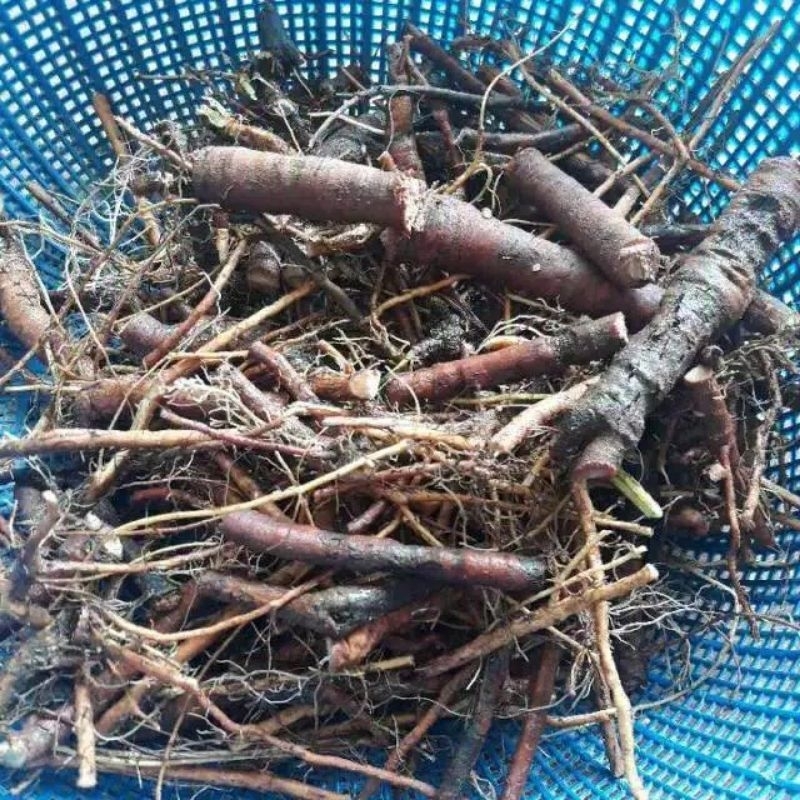

akar putri malu segar obat Herbal tradisional neto 250 gram