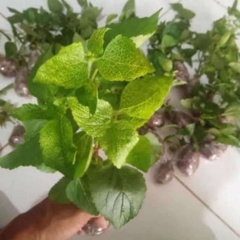 

Daun babadotan segar dan pres baru di petik 500 gram