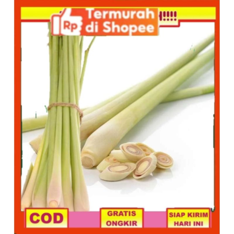 

500GRM SERAI/SEREH WANGI SEGAR UNTUK SAYUR/OBAT HERBAL