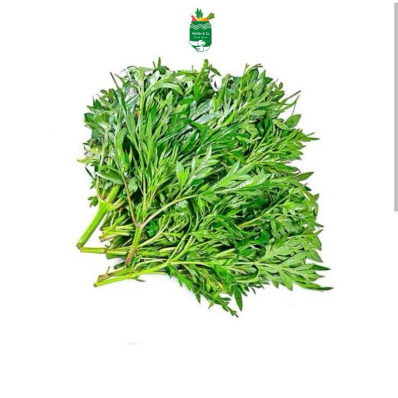 

Sayur daun kenikir segar