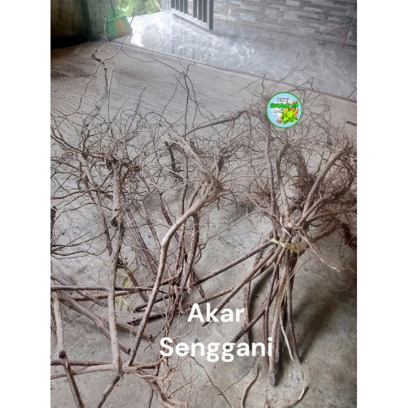 Akar kayu senggani aquascape paludarium vivarium