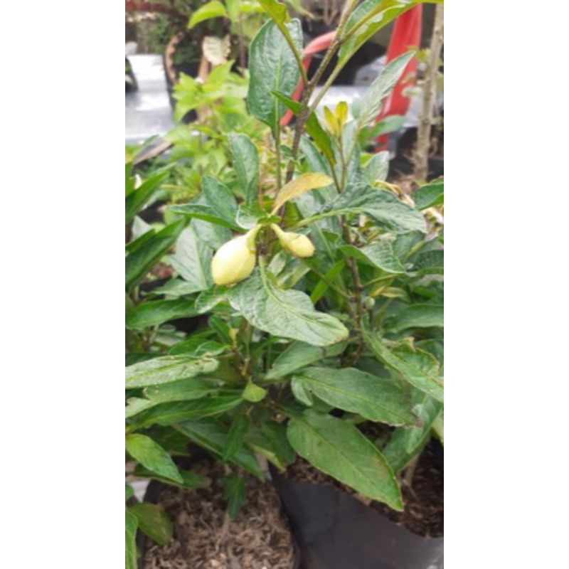 Teh_Teh Maniez Bibit Tanaman Buah Pepino Kuning Pepino Melon Garansi Buah Kuning