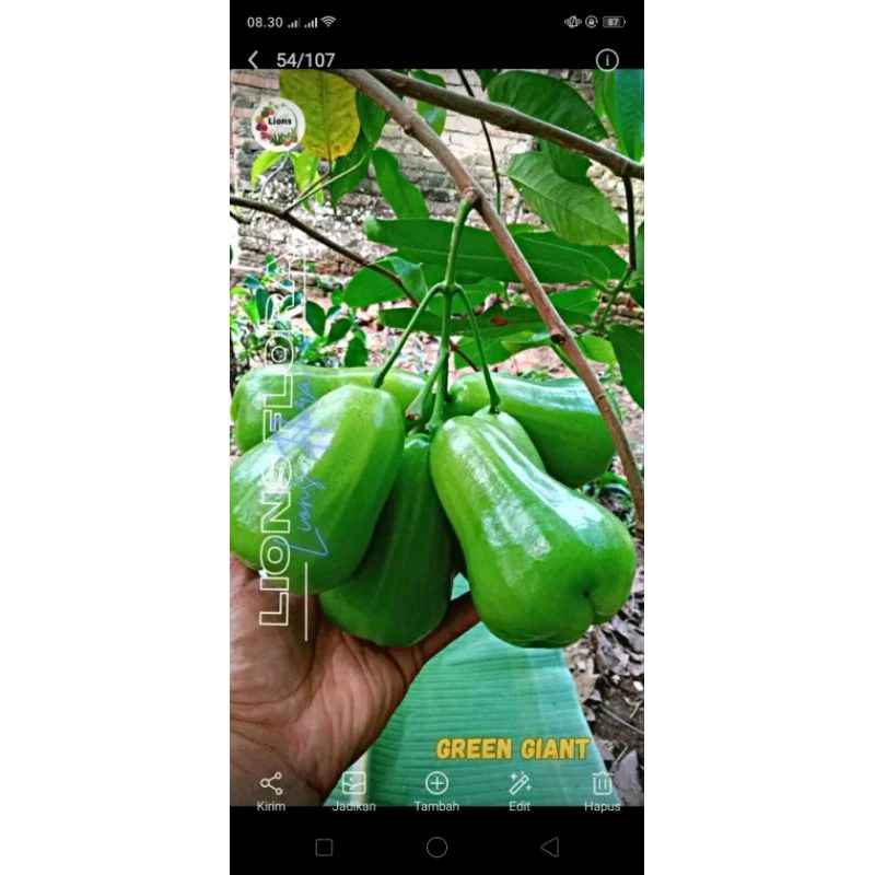 CANGKOK JAMBU AIR GREEN GIANT