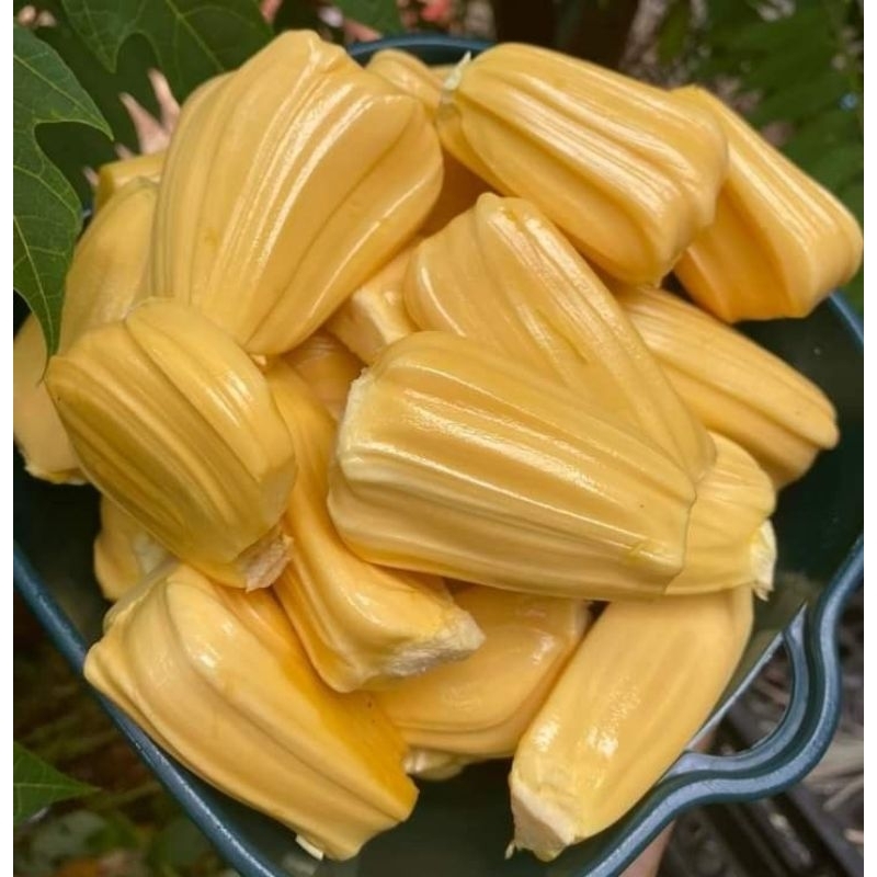 

NANGKA MATENG SUPER KEMASAN PACK 500gr