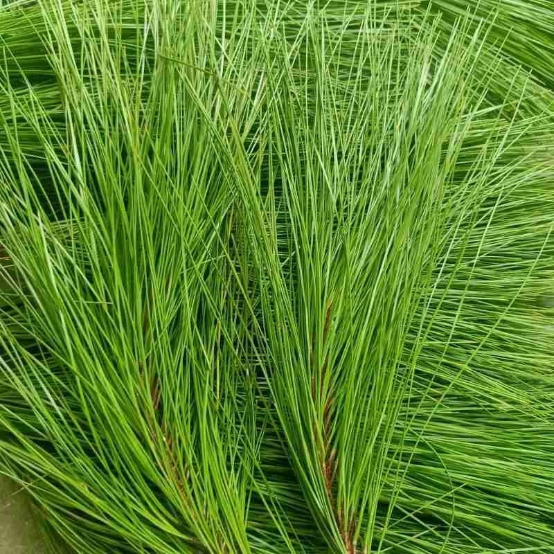 

daun pinus herbal segar 1 kg