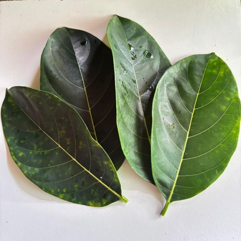 

DAUN NANGKA SEGAR 100 LEMBAR LANGSUNG PETIK OBAT HERBAL ALAMI